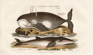 Baleines de l