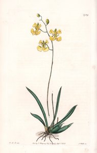 Orchidée : variété Tolumnia guianensis, endémique d