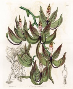 Orchidée : variété de Cycnoche - Gravure par S. Watts d