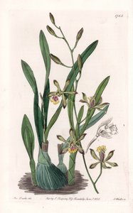 Orchidée : épidendre grêle