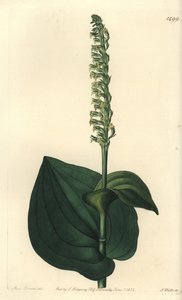 Orchidée - Gennaria diphylla