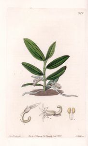 Orchidée : variété de camphylocentrum - du Botanical Register de Sydenham Edwards