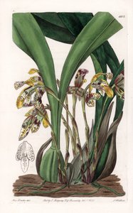 Orchidée : variété de maxillaria, originaire d