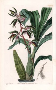 Orchidée : variété de catasetum, appelée barbu - du Botanical Register de Sydenham Edwards - Sydenham Teast Edwards