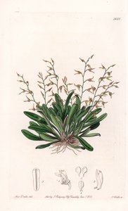 Orchidée : variété d