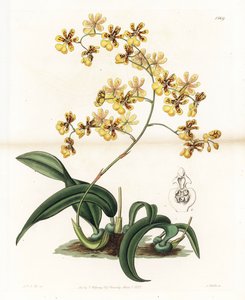 Orchidée : variété d