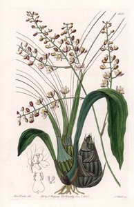Orchidée : variété de eulophia - Gravure par S. Watts d