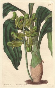 Orchidée Catasetum, originaire du Brésil - Gravure de S. Watts d