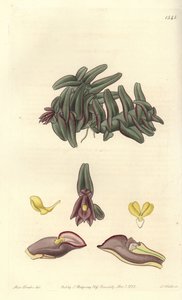 Orchidée epidendrum d