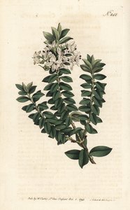 Myrte d