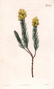 Aspalathus à épis ovales - Sydenham Teast Edwards