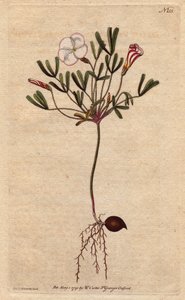 Oxalis versicolor - Sydenham Teast Edwards