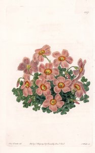 Oxalis variété - Gravure de S. Watts, d
