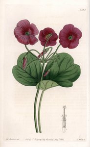 Oxalis de Bowie - Gravure de S. Watts, d