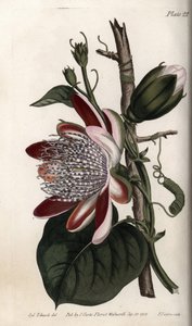 Passiflore, bourgeon et fleur - Sydenham Teast Edwards