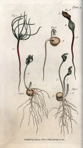 Pois, graine légumineuse ayant différents stades de germination. Gravure sur cuivre coloriée, illustration de Sydenham Edwards (1768-1819) pour les conférences de botanique, jardin botanique de Lambeth (Angleterre)
