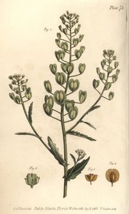 Tabouret des champs, Thlaspi arvense, Siliculosa - Sydenham Teast Edwards