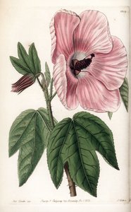 Hibiscus rose - Gravure de S. Watts, d