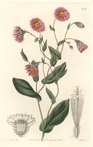 Rhodanthe rose, originaire d