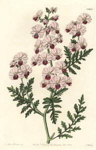 Orchidée du pauvre - Sydenham Teast Edwards