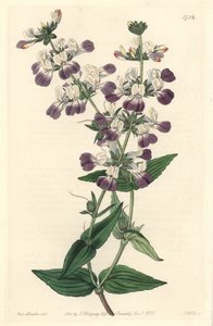 Pagode chinoise violette, originaire de Californie - du Botanical Register - Sydenham Teast Edwards