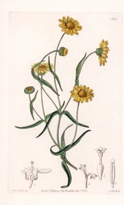 Reine Marguerite de Californie - Gravure par S. Watts d