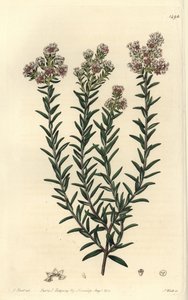 Soulangia rouge - Sydenham Teast Edwards