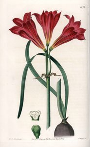 Rodophiale bifide