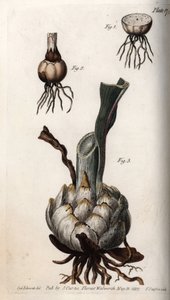 Racine et bulbe de lys. Gravure sur cuivre coloriée, illustration de Sydenham Edwards (1768-1819) pour les conférences de botanique, jardin botanique de Lambeth (Angleterre)