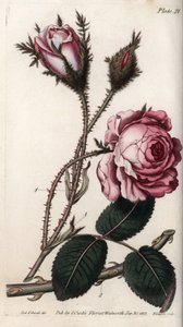 Rose, fleur de rose cent feuilles. Gravure sur cuivre coloriée, illustration de Sydenham Edwards (1768-1819) pour les conférences de botanique, jardin botanique de Lambeth (Angleterre) - Sydenham Teast Edwards