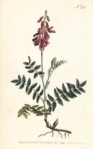 Sainfoin des Alpes - Sydenham Teast Edwards