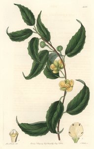 Schisandra à fleurs jaunes, originaire du Népal - Eau-forte par S. Watts d