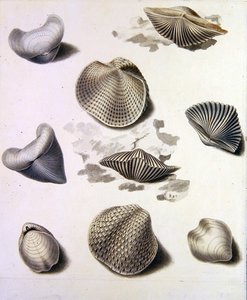 Coquillages et flore marine