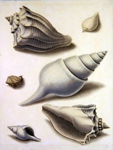 Coquillages et flore marine