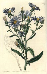 Aster spectaculaire, Aster spectabilis. Gravure à la main en couleur par S. Watts d