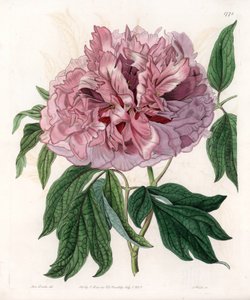 Pivoine arbustive ou pivoine des moutons - Gravure de S. Watts, d