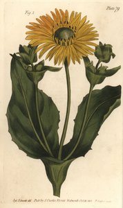 Silphium ou rosinweed, Silphium asteriscus, Polygamia nessaria - Sydenham Teast Edwards