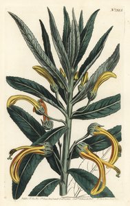Siphocampylus giganteus, en danger (Lobélie géante, Lobelia gigantea). Gravure à la main en cuivre par F. Sansom Jr. d