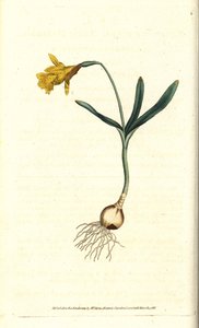 Petit narcisse - Narcissus minor