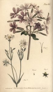 Saponaire