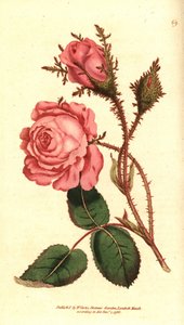 Rose mousseuse - Rosa centifolia f. muscosa - Sydenham Teast Edwards