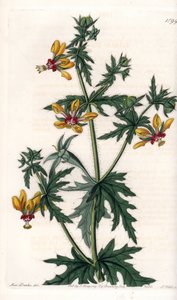 Pavot épicé - Sydenham Teast Edwards