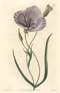 Calochorte splendide (mariposa splendide), originaire de Californie - Calochortus satiné ou lys mariposa splendide, Calochortus splendens, originaire de Californie - Gravure sur cuivre coloriée à la main par S. Watts d