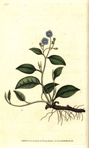 Omphalodes printanière ou petite bourrache - Omphalodes verna
