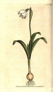 Perce-neige de printemps - Leucojum vernum - Sydenham Teast Edwards
