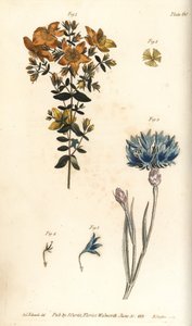 Millepertuis, Hypericum perforatum, Polyadelphia - Sydenham Teast Edwards