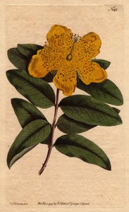 Millepertuis à grandes fleurs jaunes. Hypericum calycinum. Gravure à la main en couleur d