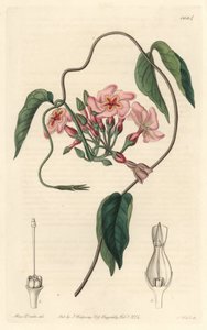 Échite stellaire, natif du Brésil - Sydenham Teast Edwards