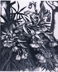 Hellébore fétide, Nature en Grande-Bretagne publiée par Collins - Sydenham Teast Edwards