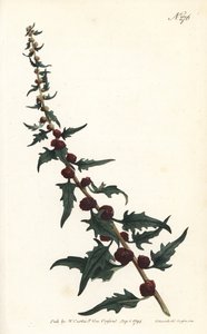 Épinard-fraise en baguette